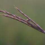 The Hidden Worlds of the Shortgrass Prairie Profile Photo