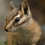 Nature Explorers: Rodents, Rabbits and Relations (KIDS Ages 5-10) Profile Photo