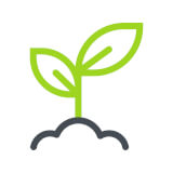 Seedling Planting Profile Photo