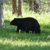 KIDS: Black Bear's Autumn Profile Photo