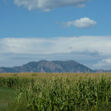 A View of the Boulder Flatirons over a Field of Corn