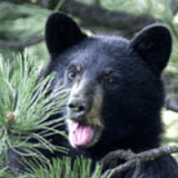 CANCELED: The Bears of Boulder Profile Photo