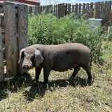 A meishan pig at the Agricultural Heritage Center