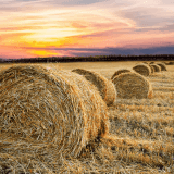 Hay is for Horses (and other livestock): Hay Selection and Feeding Tips Profile Photo