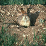 Hikes for Seniors: Prairie Dogs - A Keystone Species Profile Photo