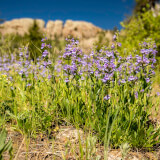 Blue-purple penstemon flowers growing close to the ground, with Horsetooth Rock in the background