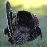 CANCELED: Nature for Kids & Families: Gobble Gobble Profile Photo