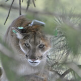 Nature Detectives in the Field: Mountain Lions Pounce! Profile Photo
