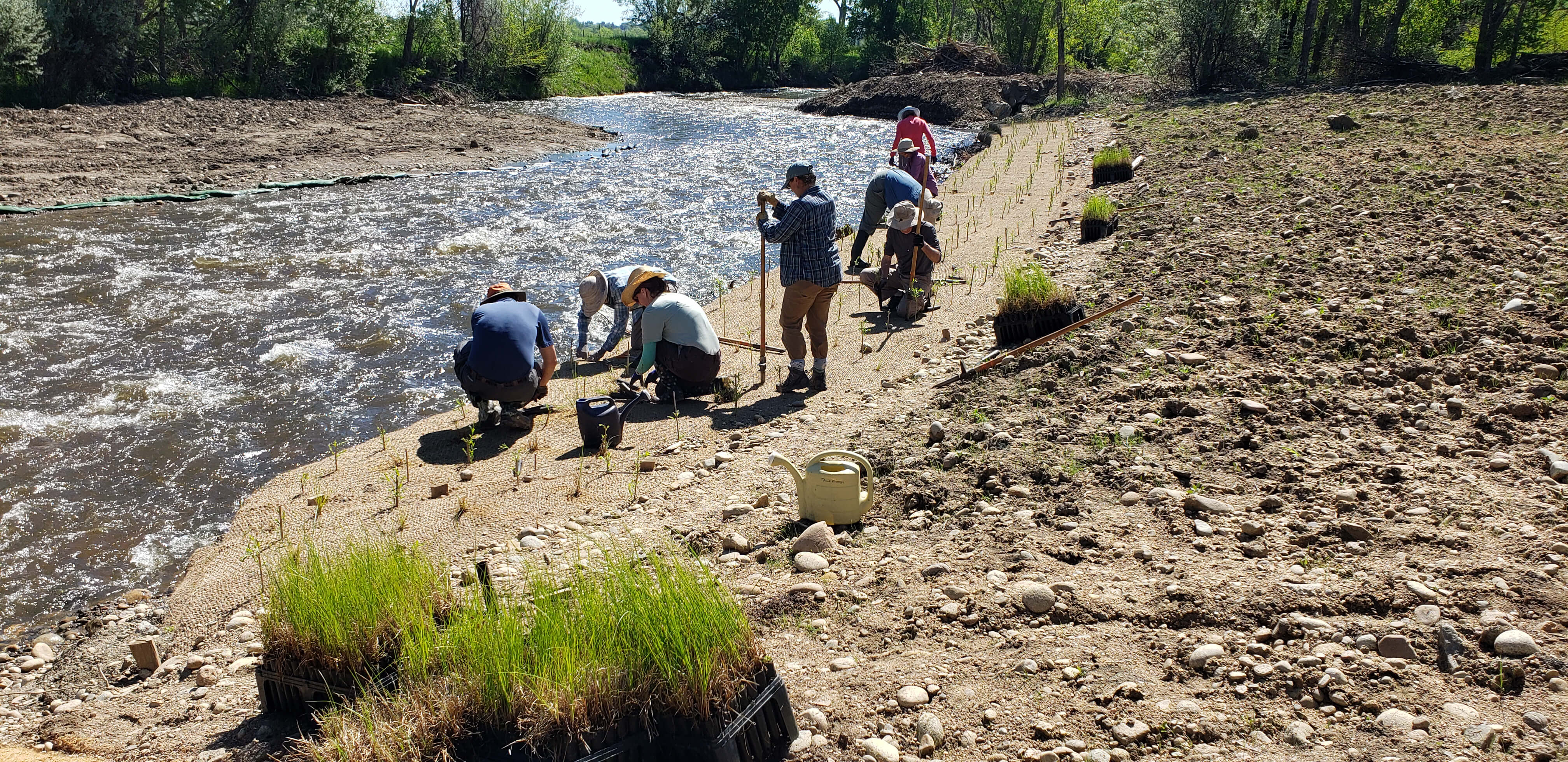 people planting grasses along a creek