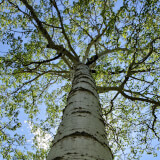 Society for Ecological Restoration Educational Talk:  Bud Banking Profile Photo