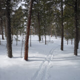 Crosscountry ski tracks on fresh snow between the pines.