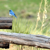 Birding Through The Seasons Slide Program Profile Photo