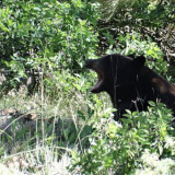 Black Bears in our Backyards Profile Photo