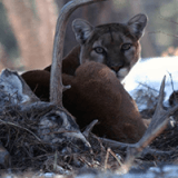 The Ghost Cats of Boulder: Mountain Lions Profile Photo