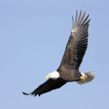 Bald eagle soaring in the sky