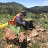 A happy volunteer installs a protective tree cage around a newly planted ponderosa pine tree.