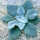 List A Weed Eradication Series: Mediterranean Sage Profile Photo