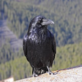 What About Ravens? Profile Photo