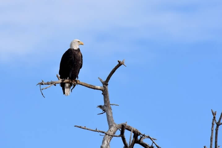 CANCELADO: Observación del águila calva