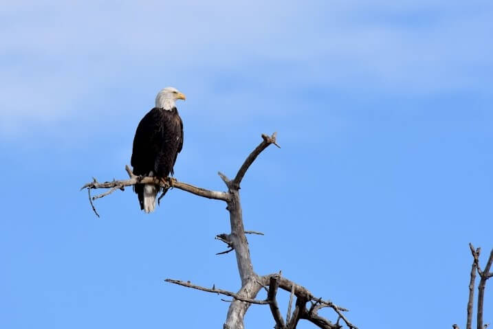 Visualización del águila calva | Condado de Larimer