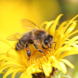 A bee pollinating a flower