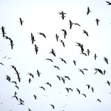 World Migratory Bird Day Event Profile Photo