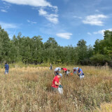 People pulling weeds in a field with trees in the background