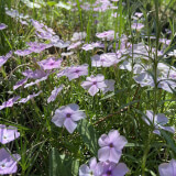 Wildflowers of Boulder County Profile Photo