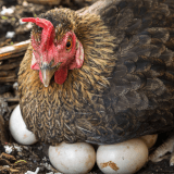 A brown hen sits on her nest with several eggs underneath her