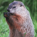 Flatiron Freddy: OSMP's Groundhog Day Tradition Profile Photo