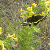 Buzz Buzz: Pollinators Abound Profile Photo