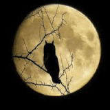 Owl Moon - CANCELED Profile Photo