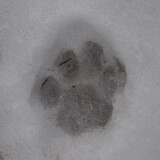 On the Trail of Predators Profile Photo