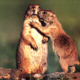The Yip about Prairie Dogs Profile Photo