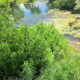 List A Weed Eradication Series: Hairy Willow-herb Profile Photo