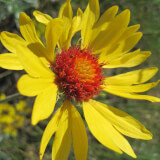 Wildflower Wednesday Profile Photo