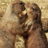 Dating and Mating in the Animal Kingdom: A Valentine's Day Hike Profile Photo