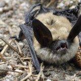 Dark Sky Predators: Bats Profile Photo