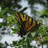 The Beautiful Butterflies of Boulder County Profile Photo