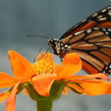 Refresher: Monarch Larva Monitoring Project Profile Photo