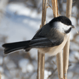 Winter Birdwatching for Kids & Families Profile Photo