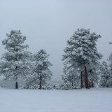 A Foothills Winter Profile Photo