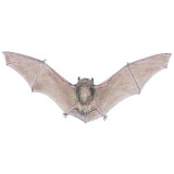 Nature Detectives in the Field: Bats on the Wing Profile Photo