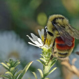 CANCELED: Buzz Buzz: Pollinators Abound Profile Photo