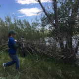 Siberian Elm Removal at Pella Crossing Profile Photo