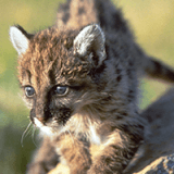 Nature for Kids & Families:  Lions, Bobcats, Lynx, Oh My! Profile Photo