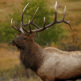 Get to Know Devil's Backbone Open Space: Ecology Profile Photo