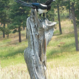 Magpie on a stump
