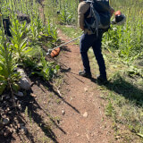 Man is using a weed whip to clear tall weeds along a trail