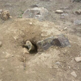 Young prairie dog popping out of burrow